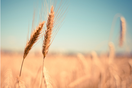 wheat_field focus on wheat
